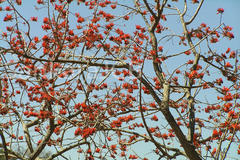 Erythrina stricta
